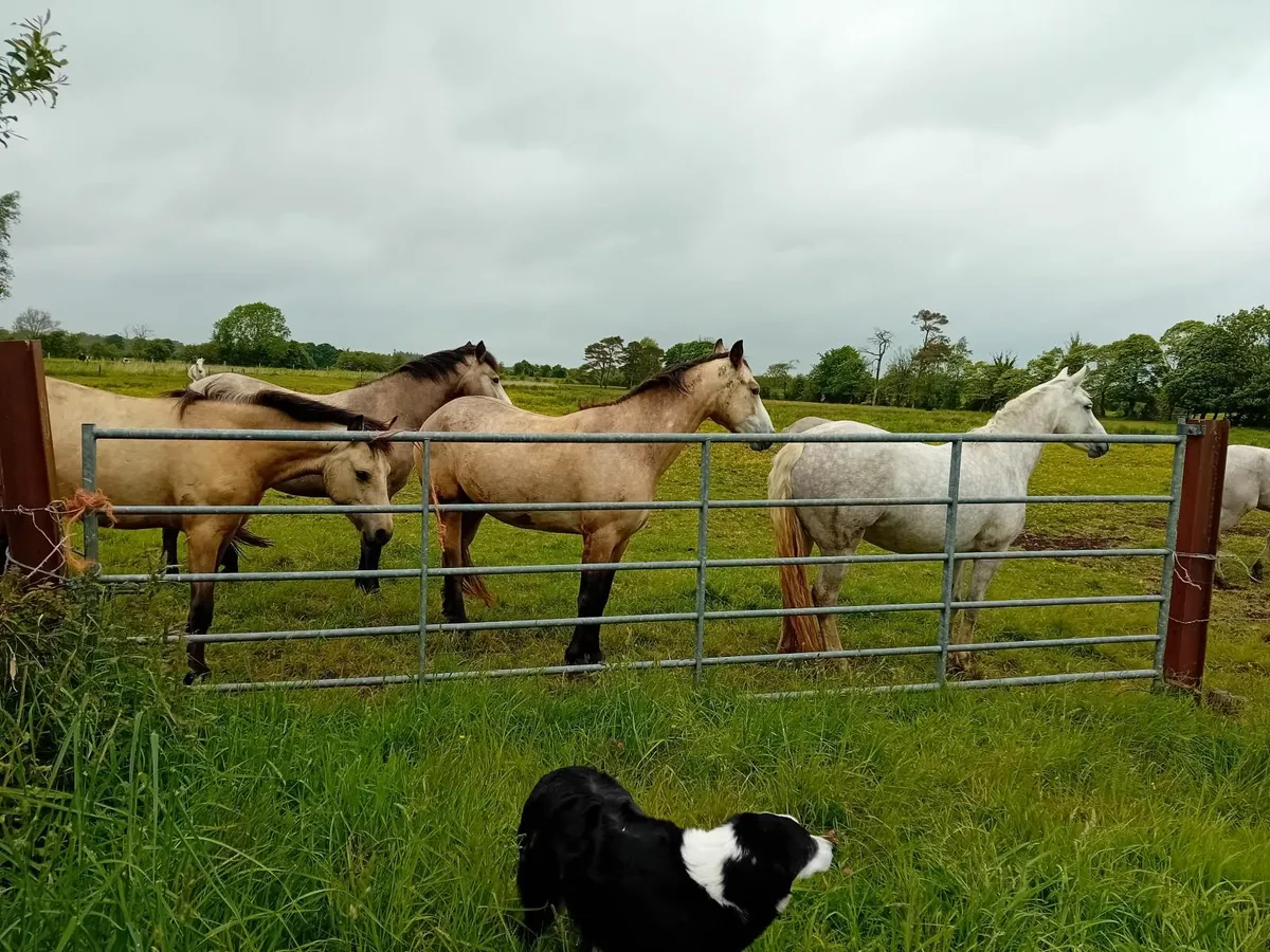 Connemara pony - Image 2