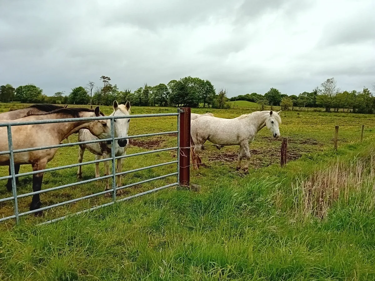 Connemara pony - Image 3