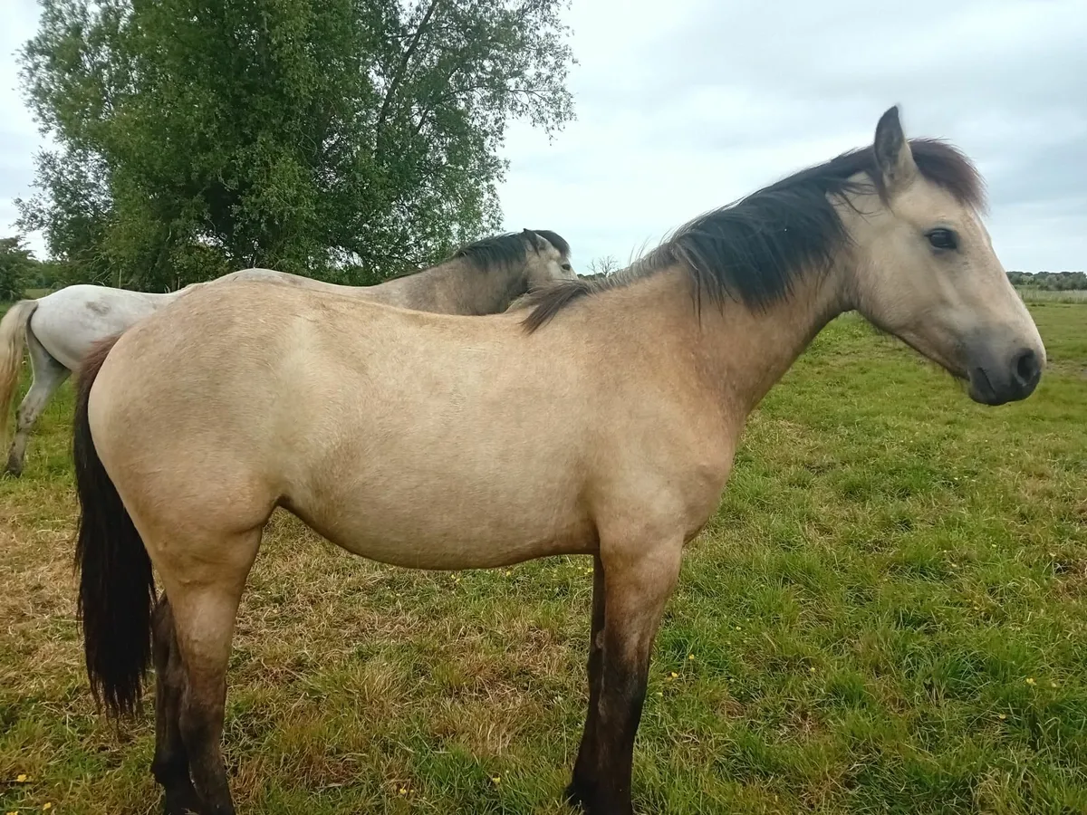 Connemara pony - Image 4