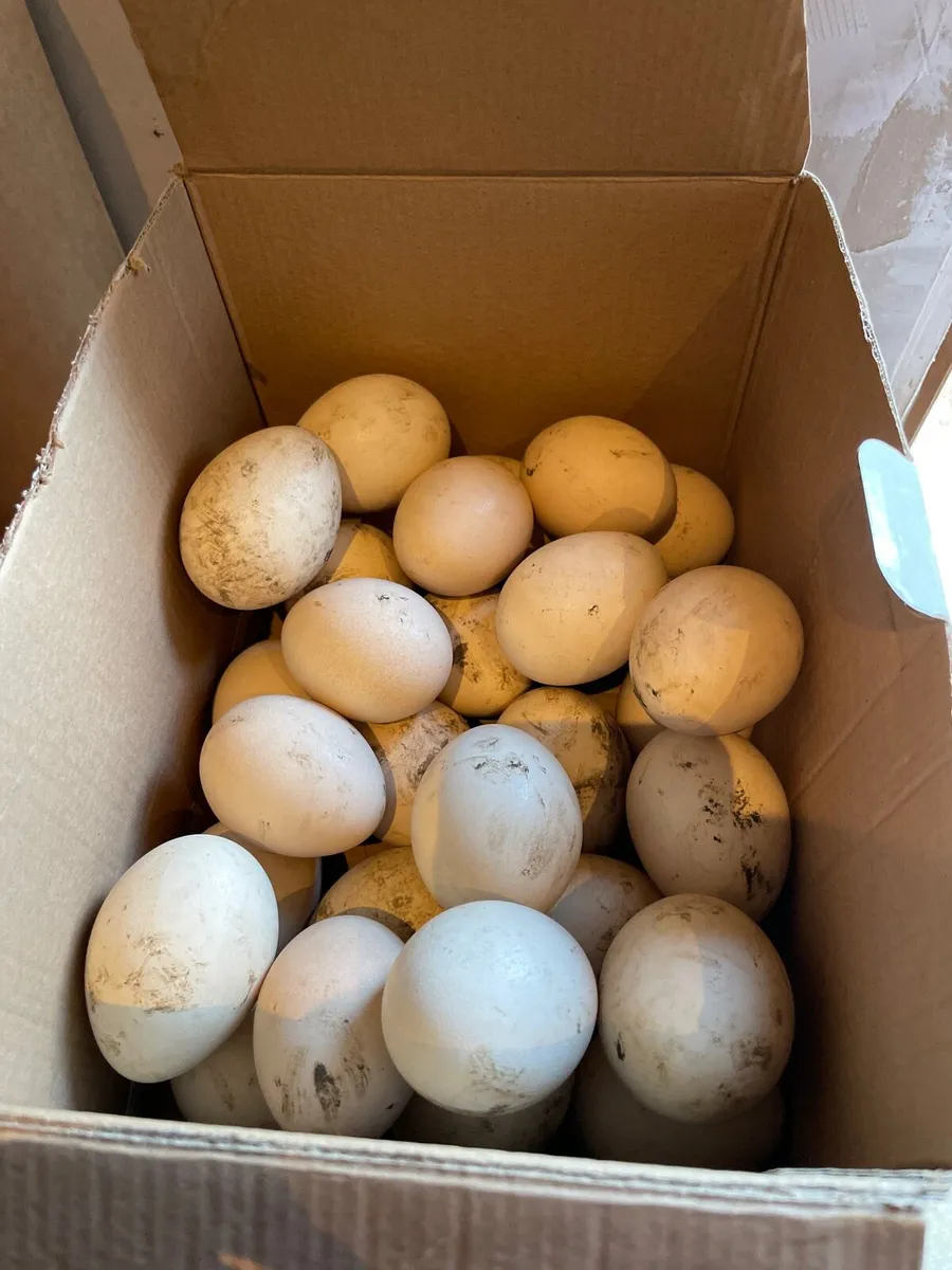 Indian Blue Peahen eggs - Image 2