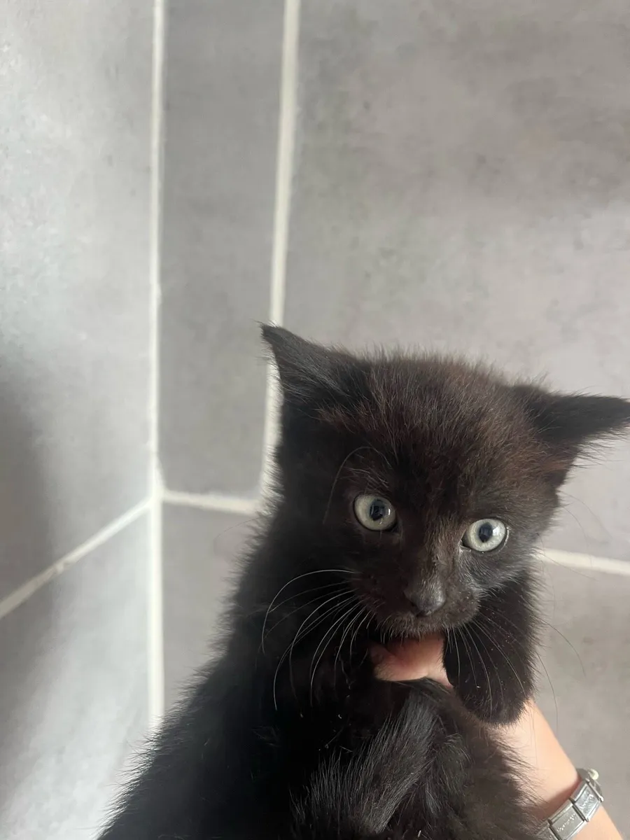 Kittens - Image 1