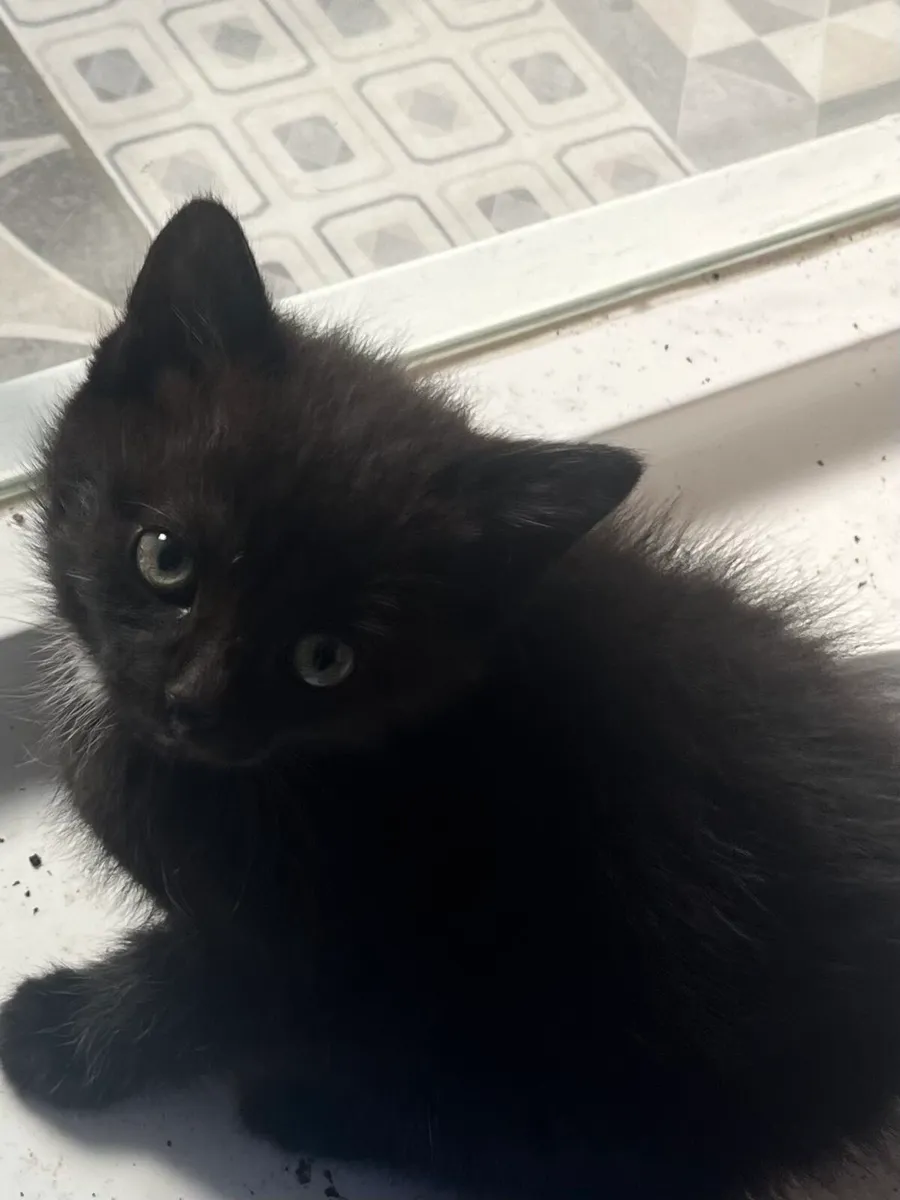 Kittens - Image 2