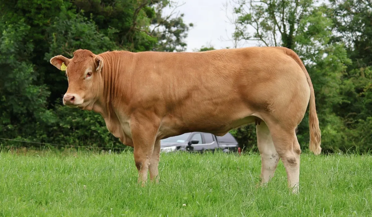 Pedigree Limousin Heifers - Image 1