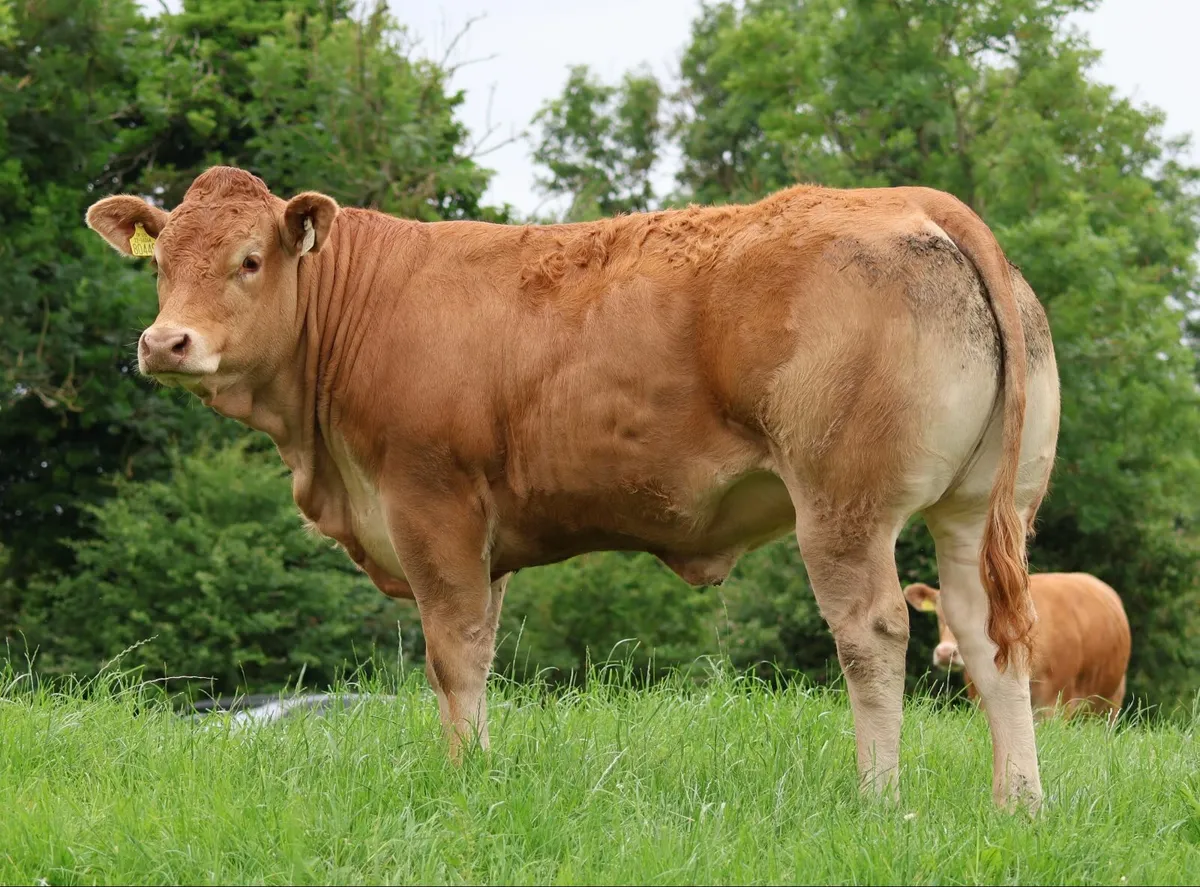 Pedigree Limousin Heifers - Image 2