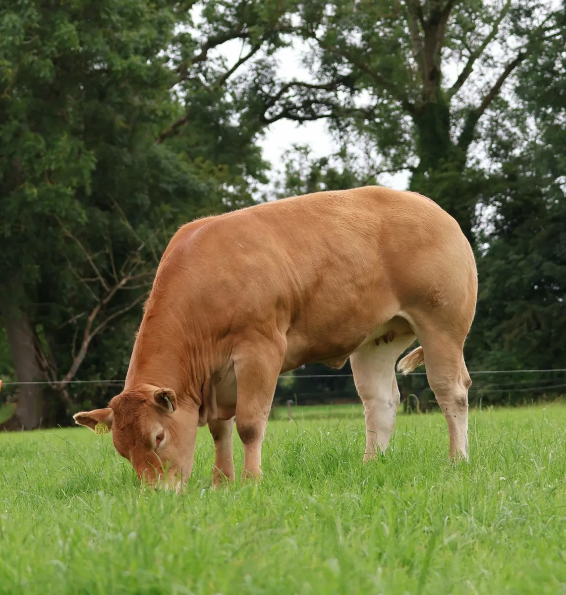 Pedigree Limousin Heifers - Image 3