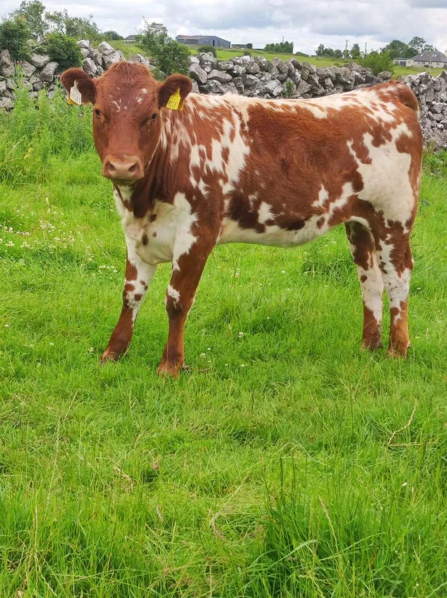 Heifer - Image 1