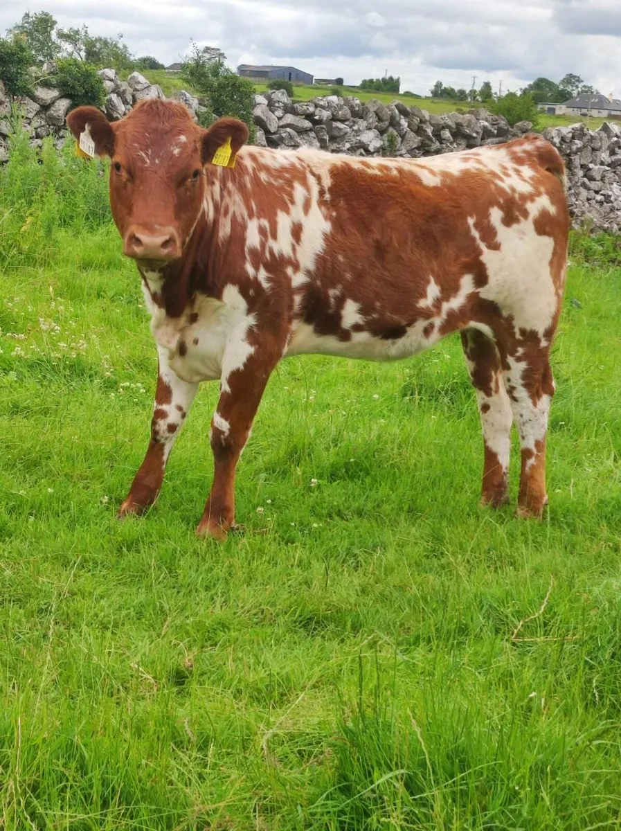 Heifer - Image 2