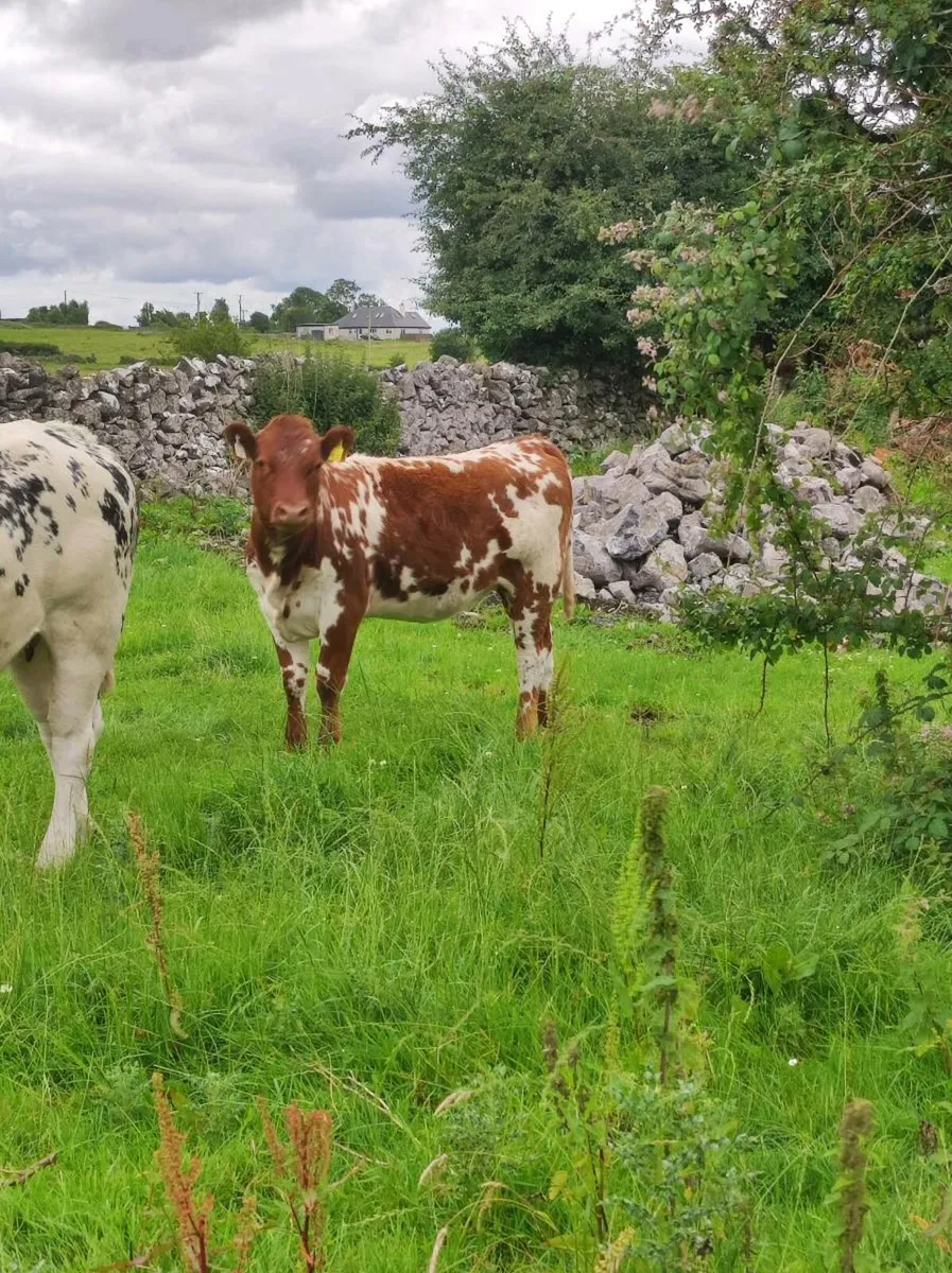 Heifer - Image 3