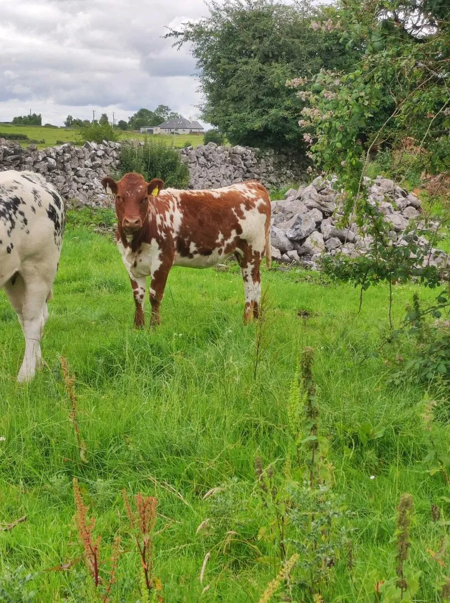Heifer - Image 4