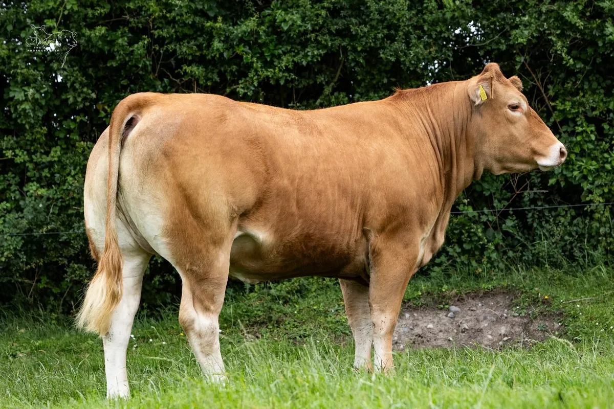 Pedigree Limousin Heifers - Image 4