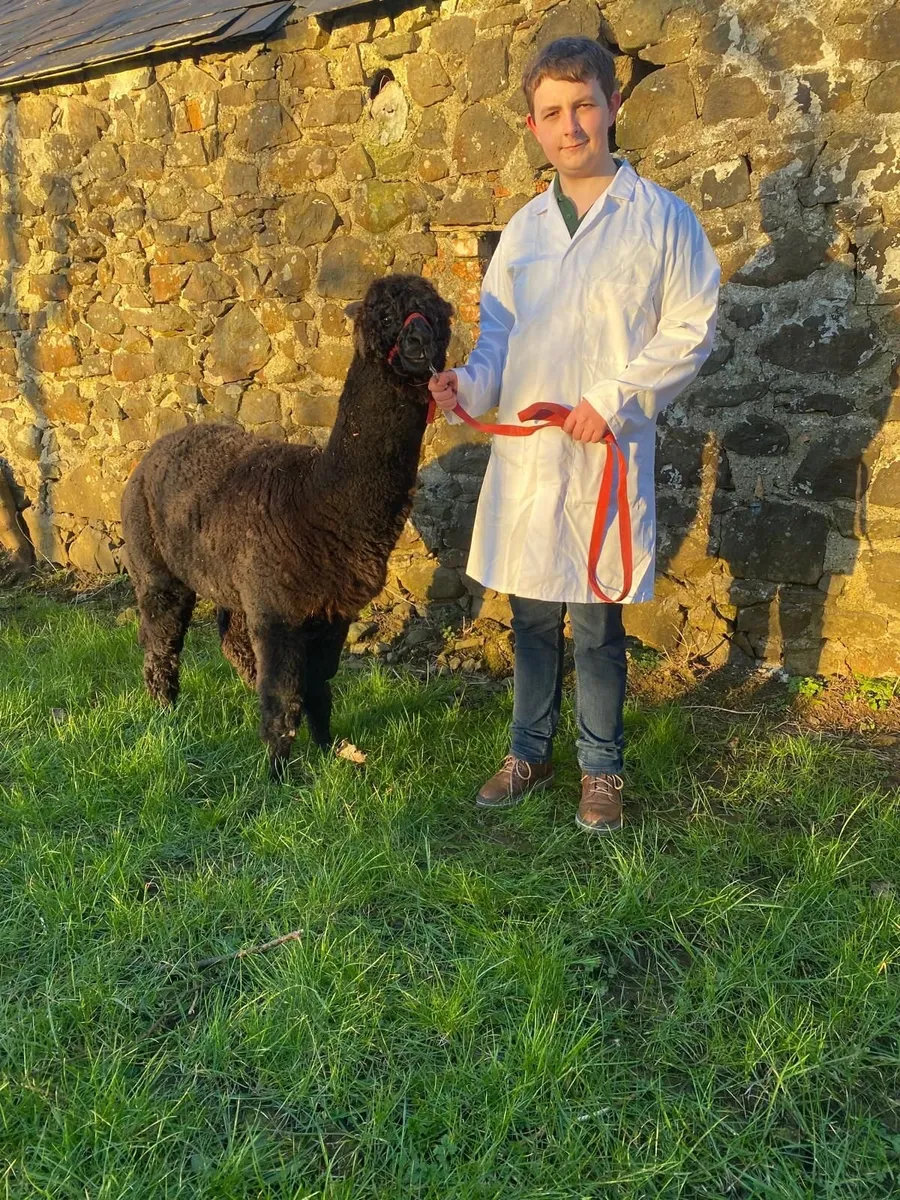 Alpaca - Image 1