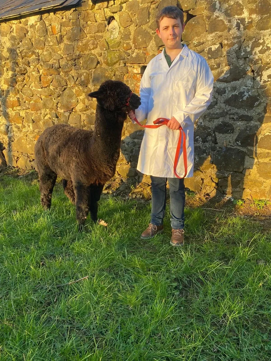 Alpaca - Image 2