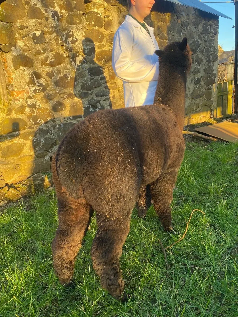 Alpaca - Image 3