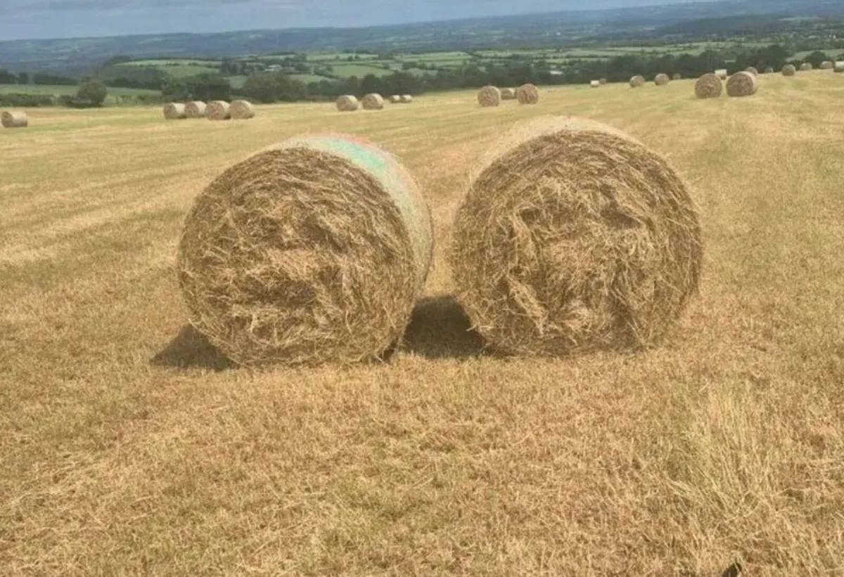 Hay