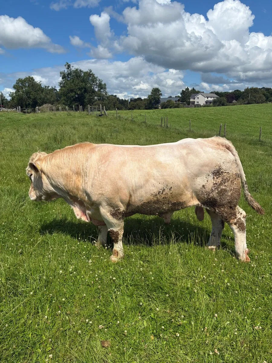 Fiston CH bull. Balla Saturday - Image 1