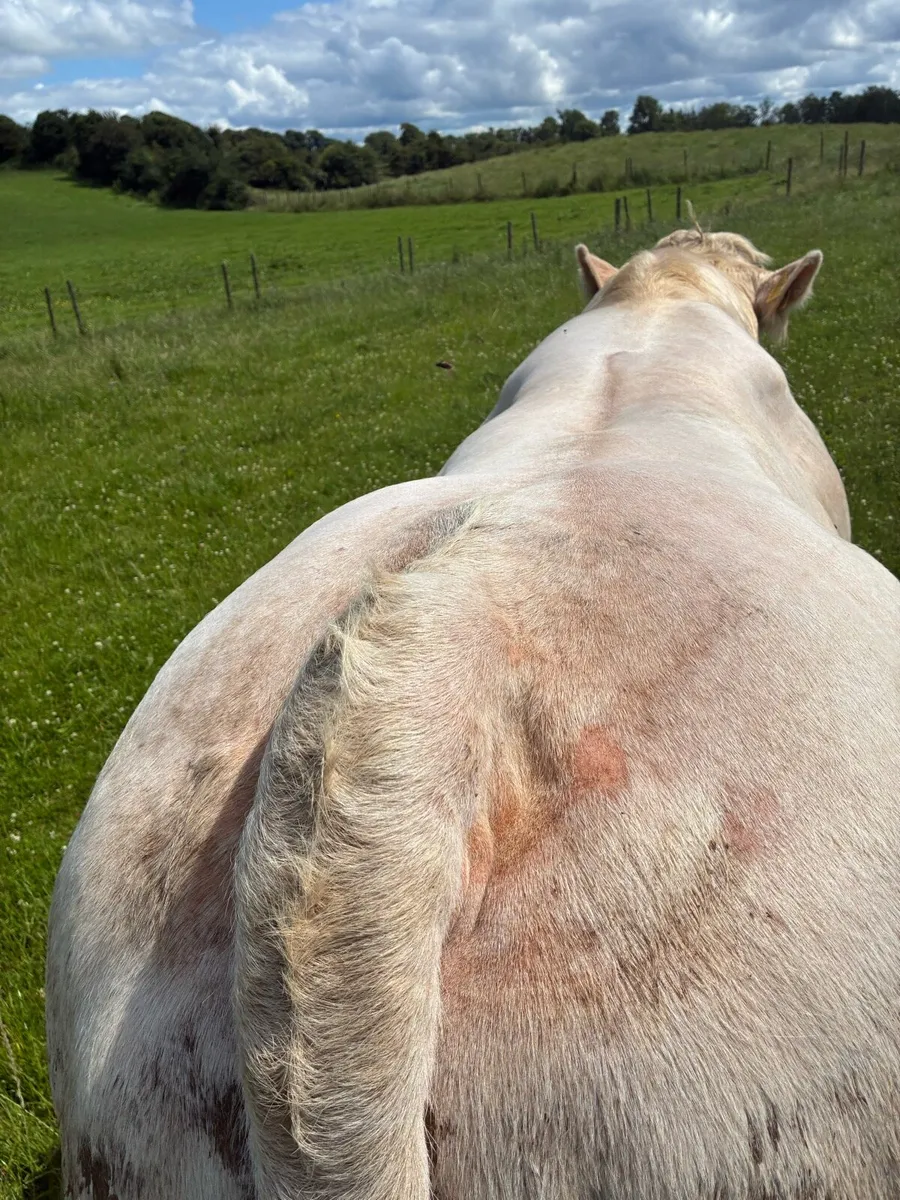 Fiston CH bull. Balla Saturday - Image 2