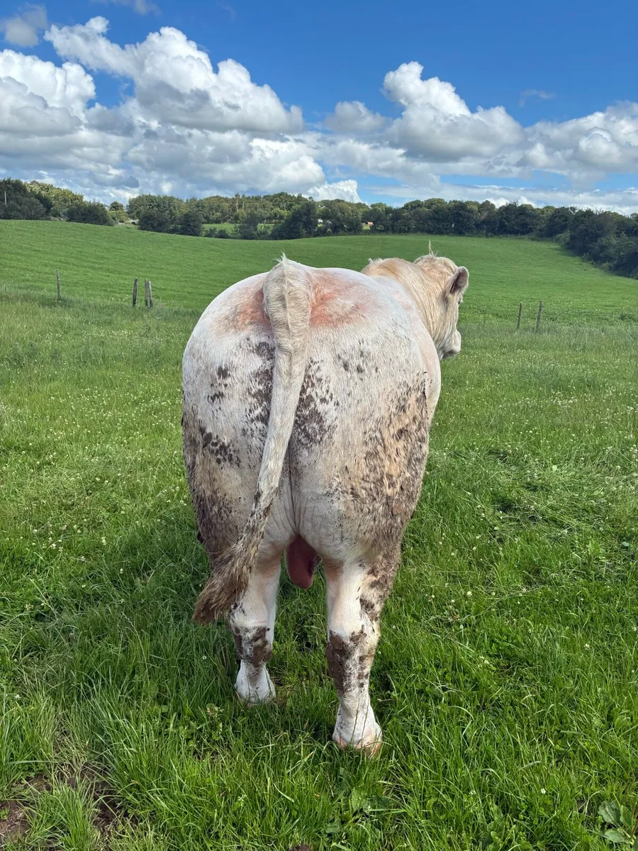 Fiston CH bull. Balla Saturday - Image 4