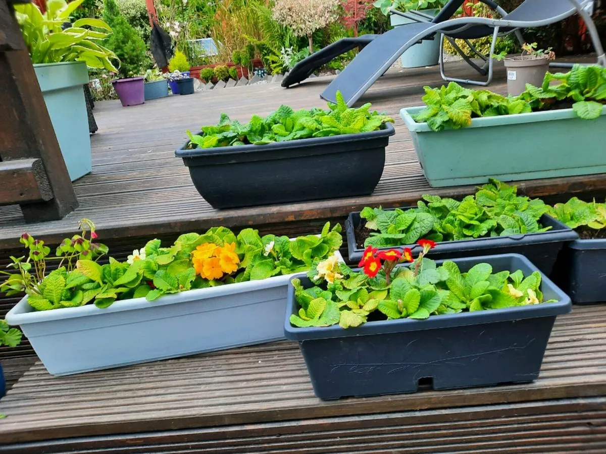 Window Boxes - Image 1
