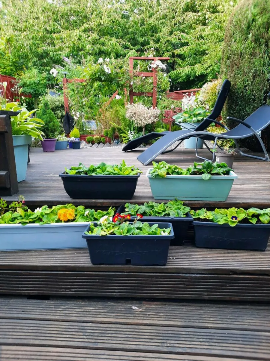 Window Boxes - Image 2