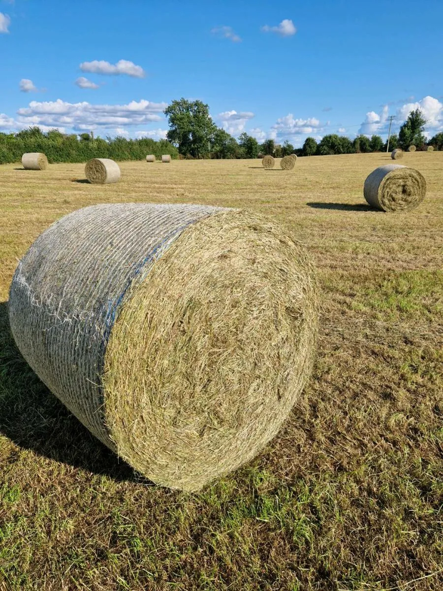 Good quality hay for sale - Image 1