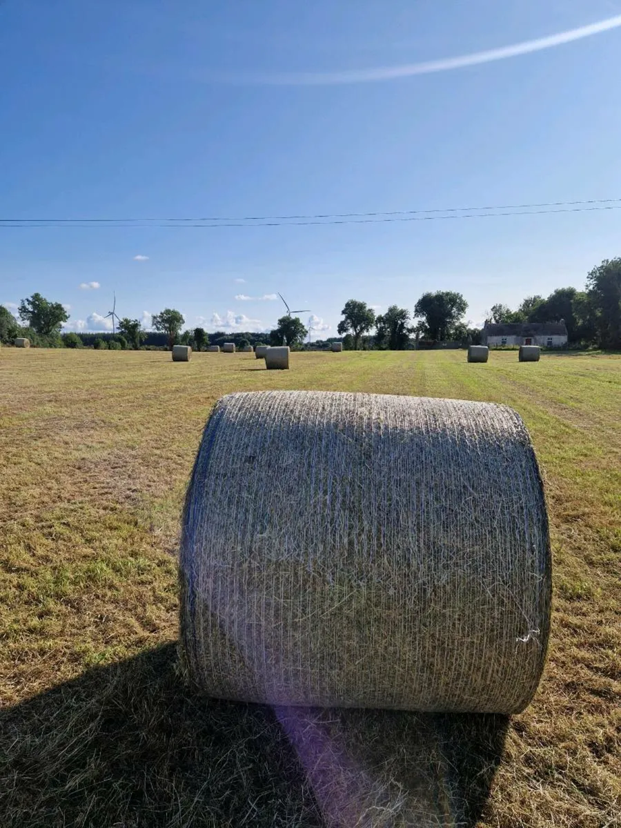 Good quality hay for sale - Image 3