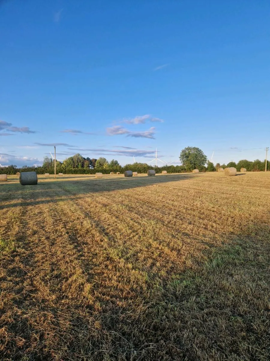 Good quality hay for sale - Image 4