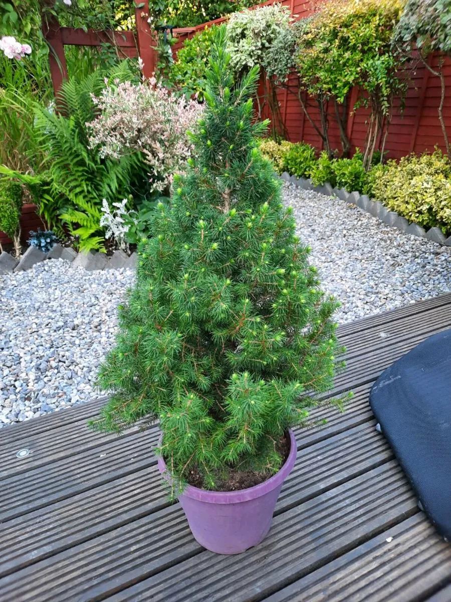 Large Ever green