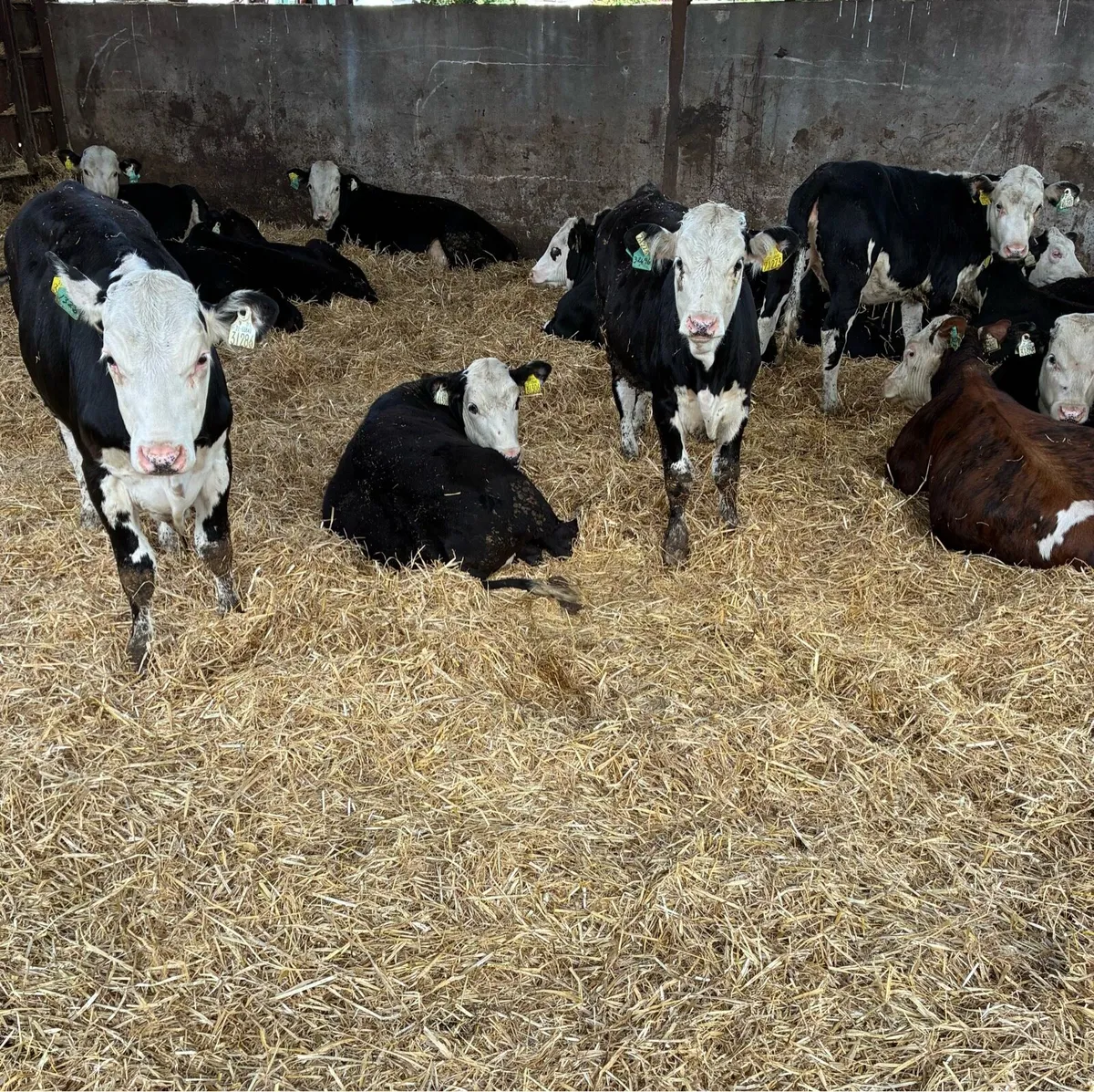 Angus and Hereford Weanlings at Tipp Town Mart - Image 1