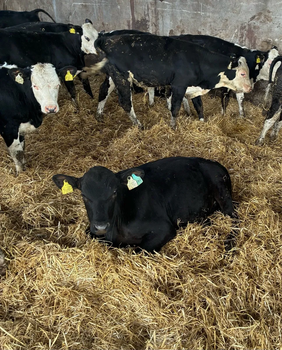 Angus and Hereford Weanlings at Tipp Town Mart - Image 2