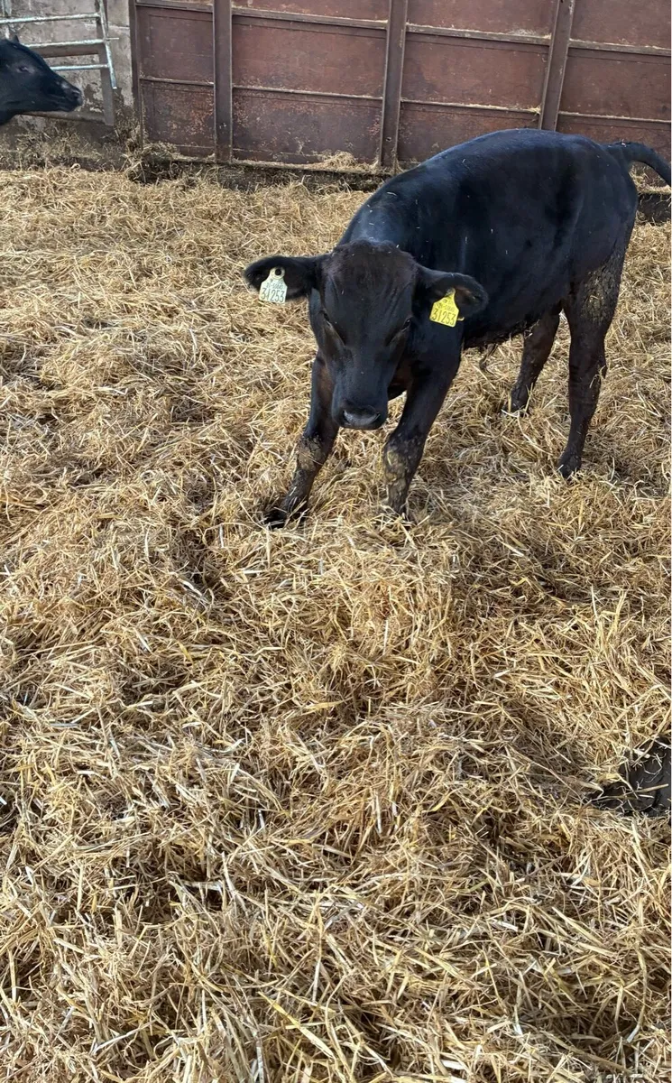 Angus and Hereford Weanlings at Tipp Town Mart - Image 3