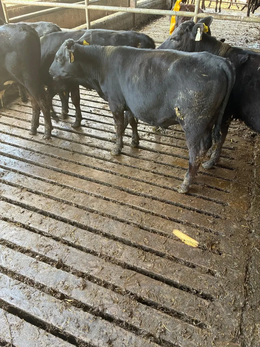 Angus and Hereford Weanlings at Tipp Town Mart - Image 4