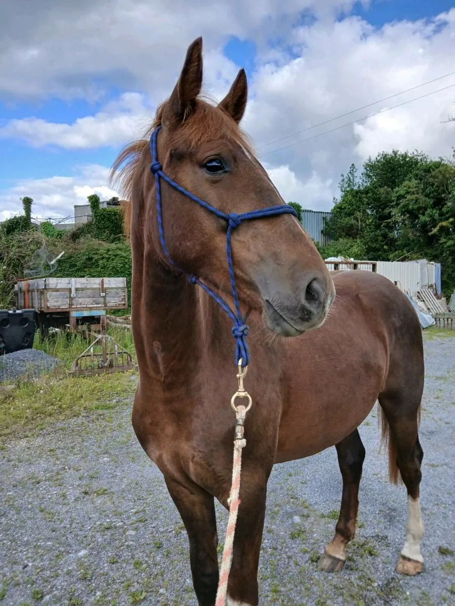 Irish draught gelding - Image 1