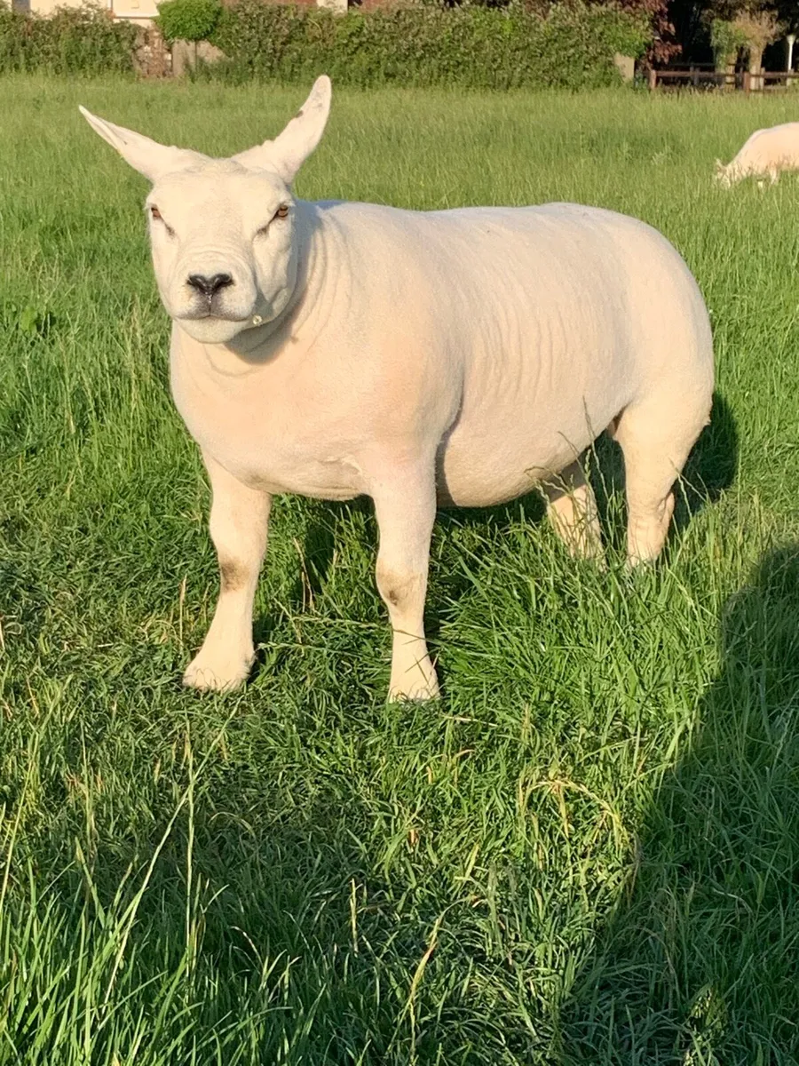 Pbr Texel ewe hogget - Image 1