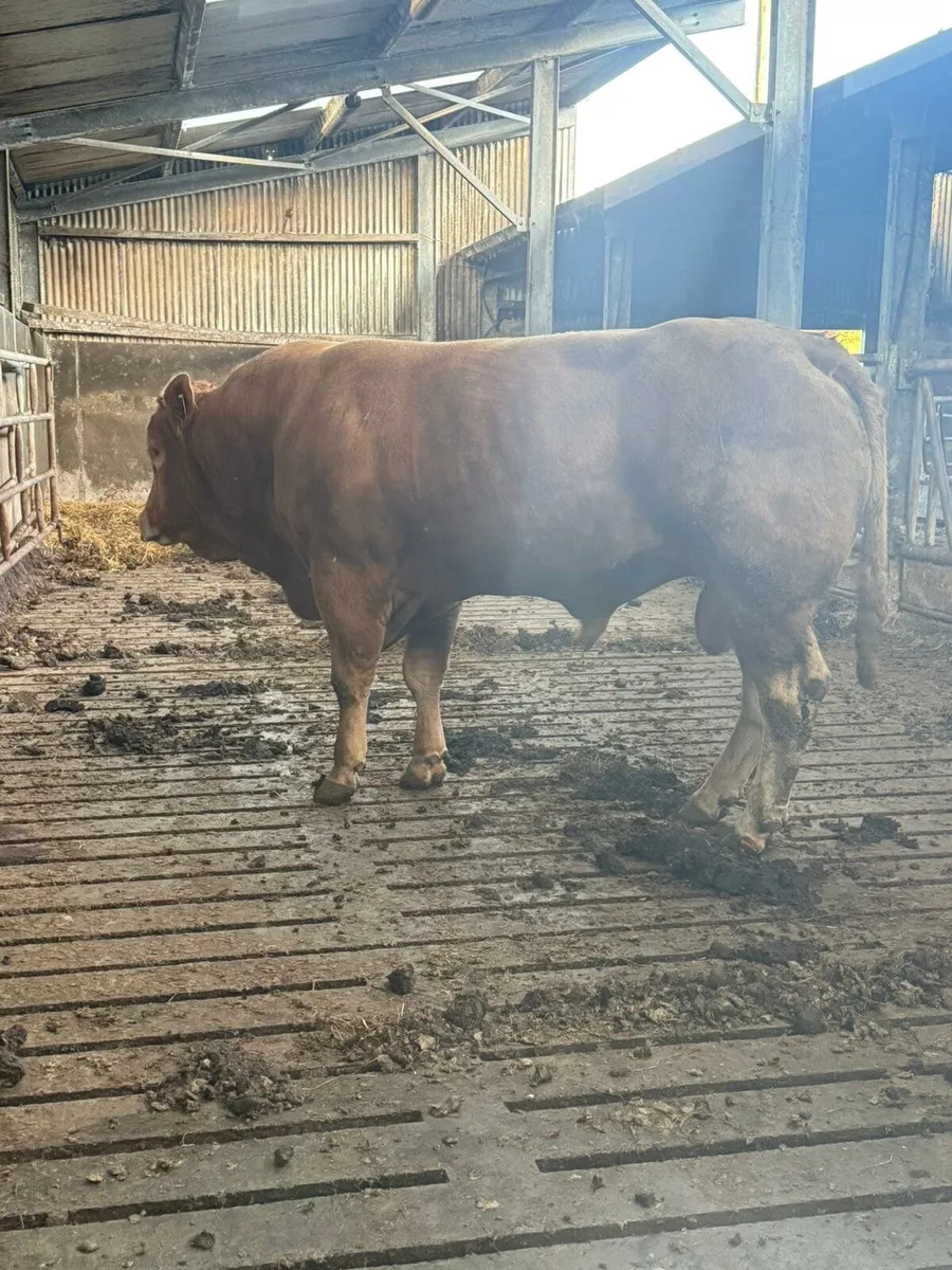 Limousin Bull - Image 2