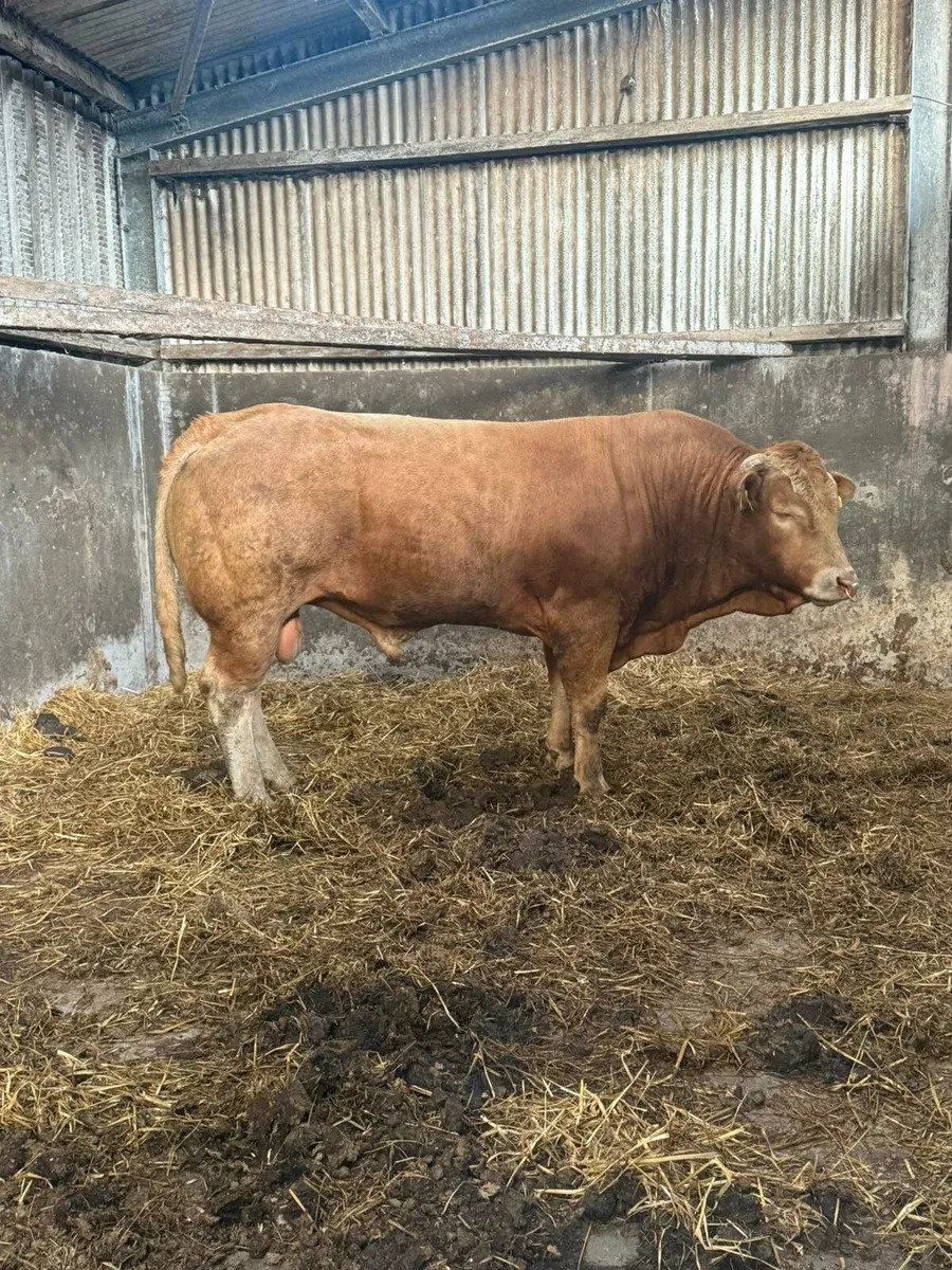 Limousin Bull - Image 3