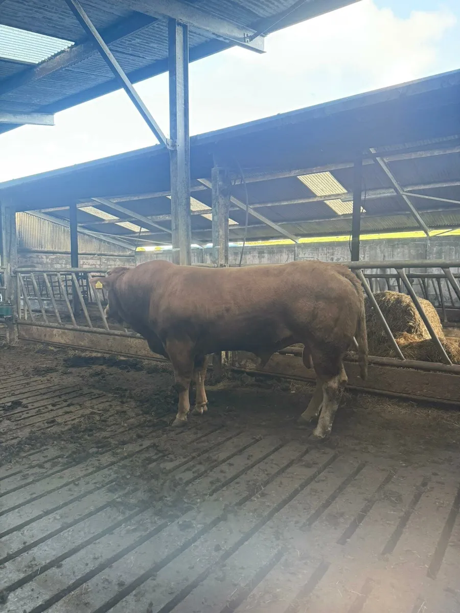 Limousin Bull - Image 4