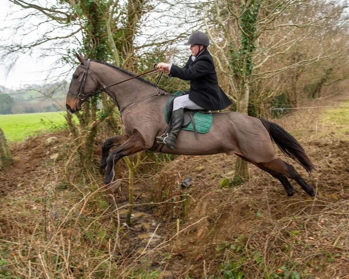 5yr old Hunter - Image 2