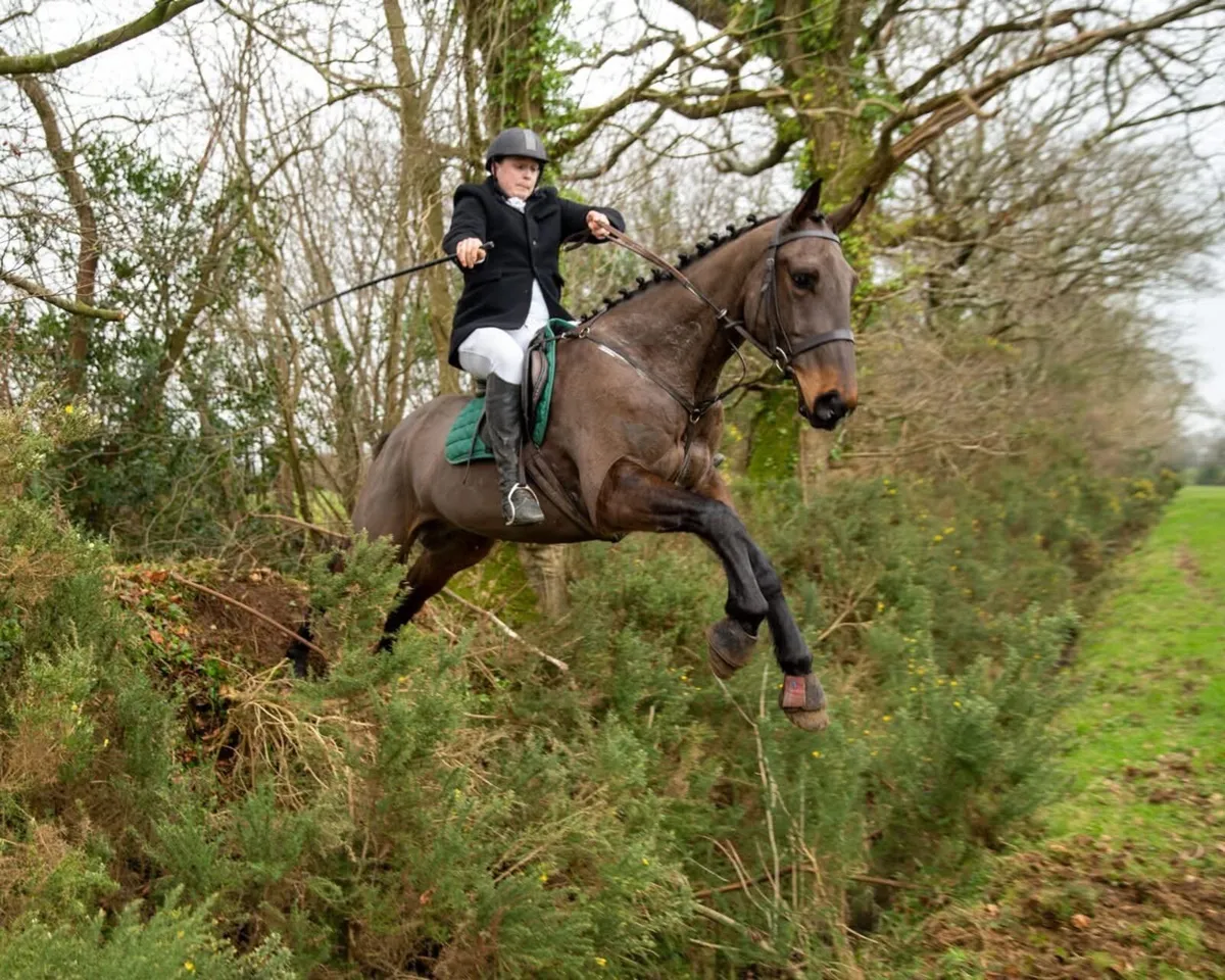 5yr old Hunter - Image 3