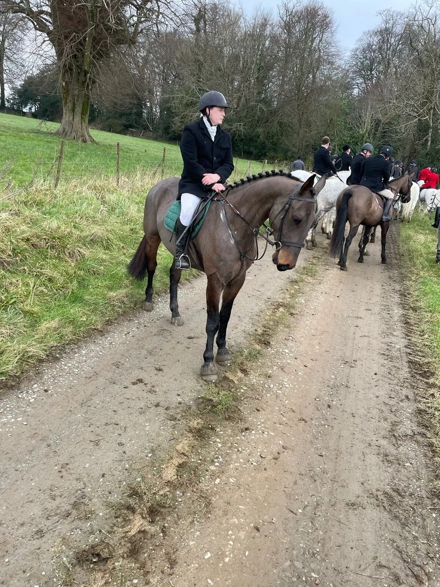5yr old Hunter - Image 4