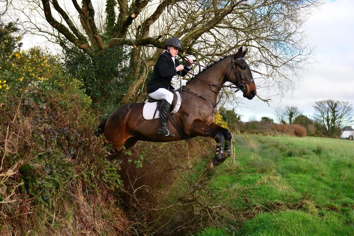 5yr old Hunter - Image 1