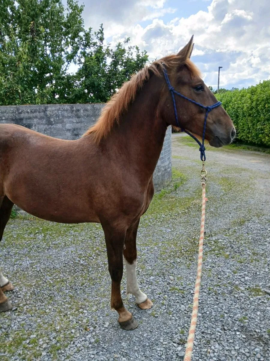 Irish draught gelding - Image 3