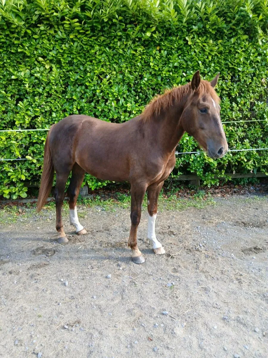 Irish draught gelding - Image 4