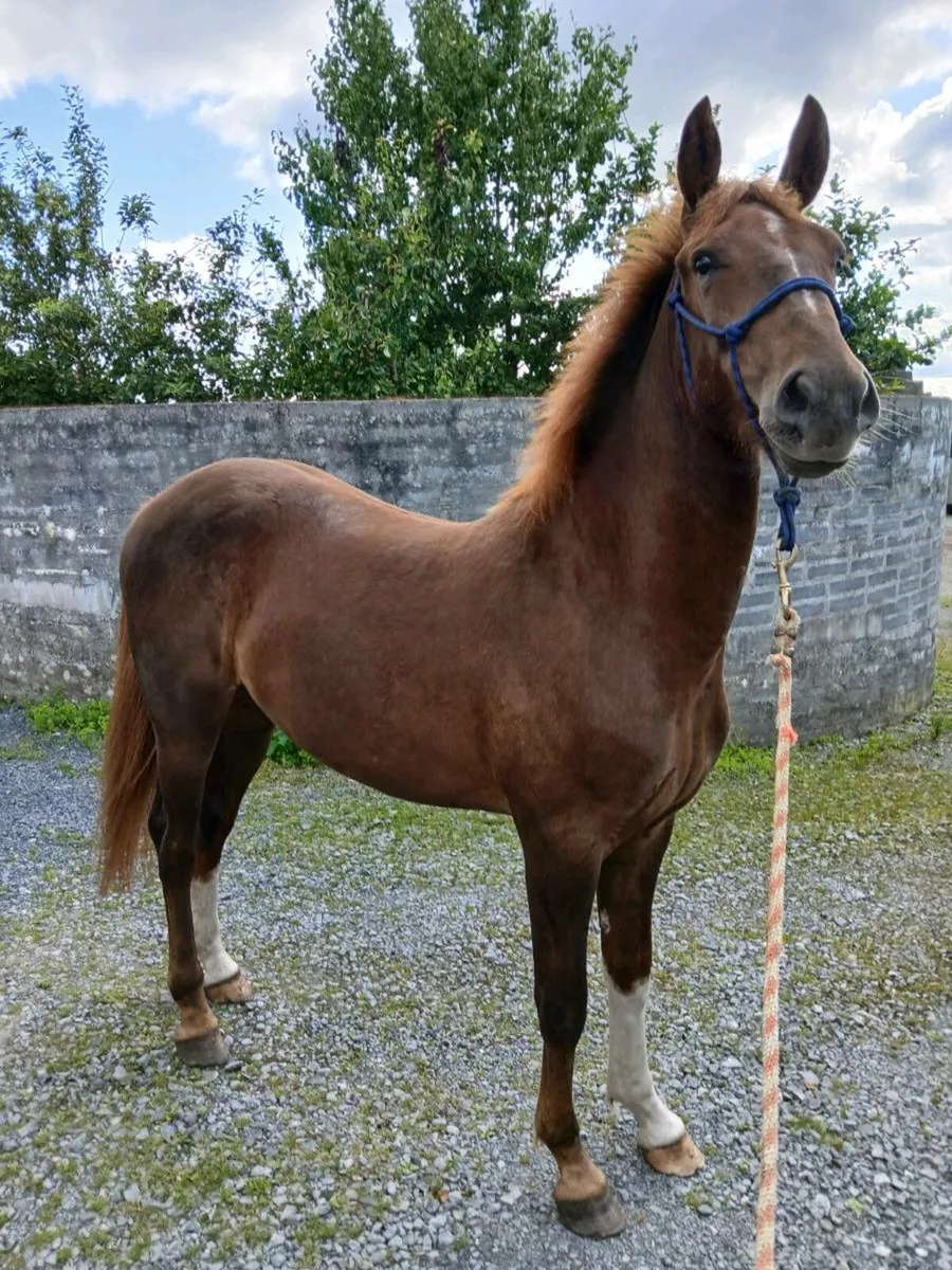 Irish draught gelding - Image 2
