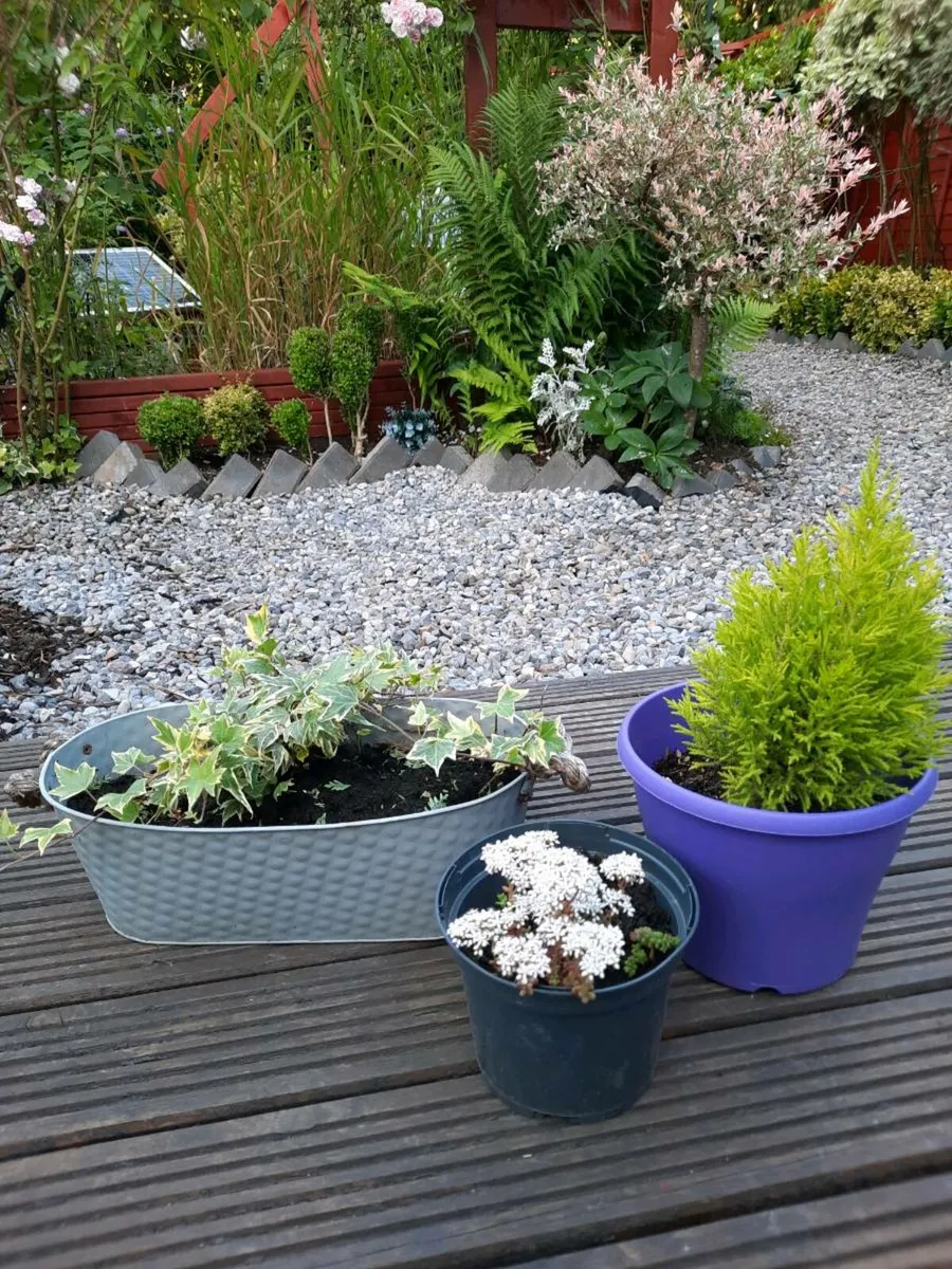 Ever green plants