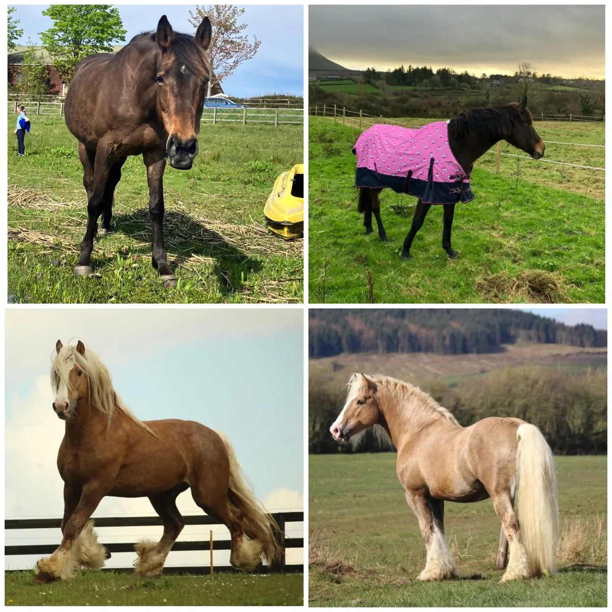 2014 IN FOAL ISH Broodmare - Image 1