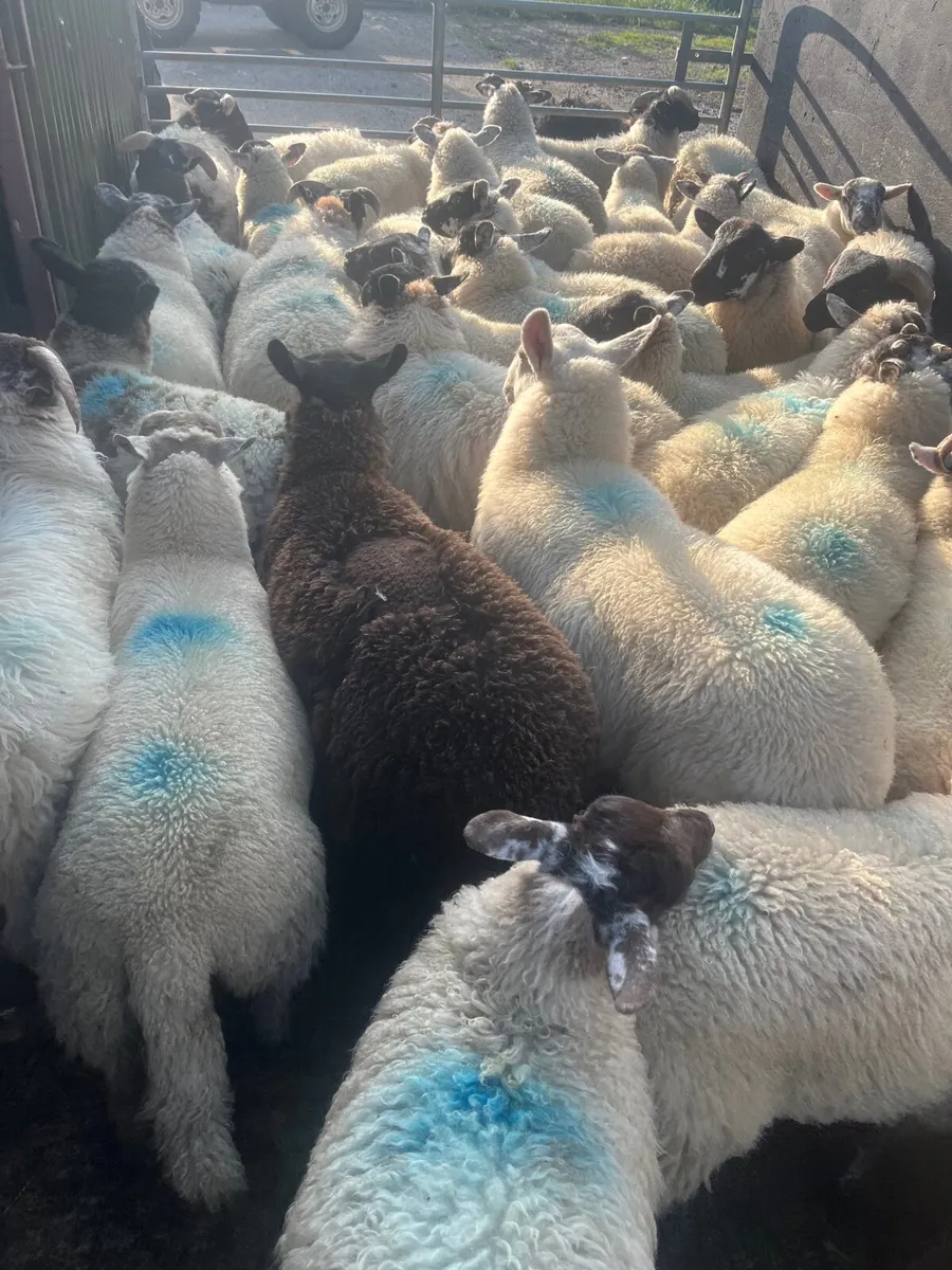 Store lambs - Image 1