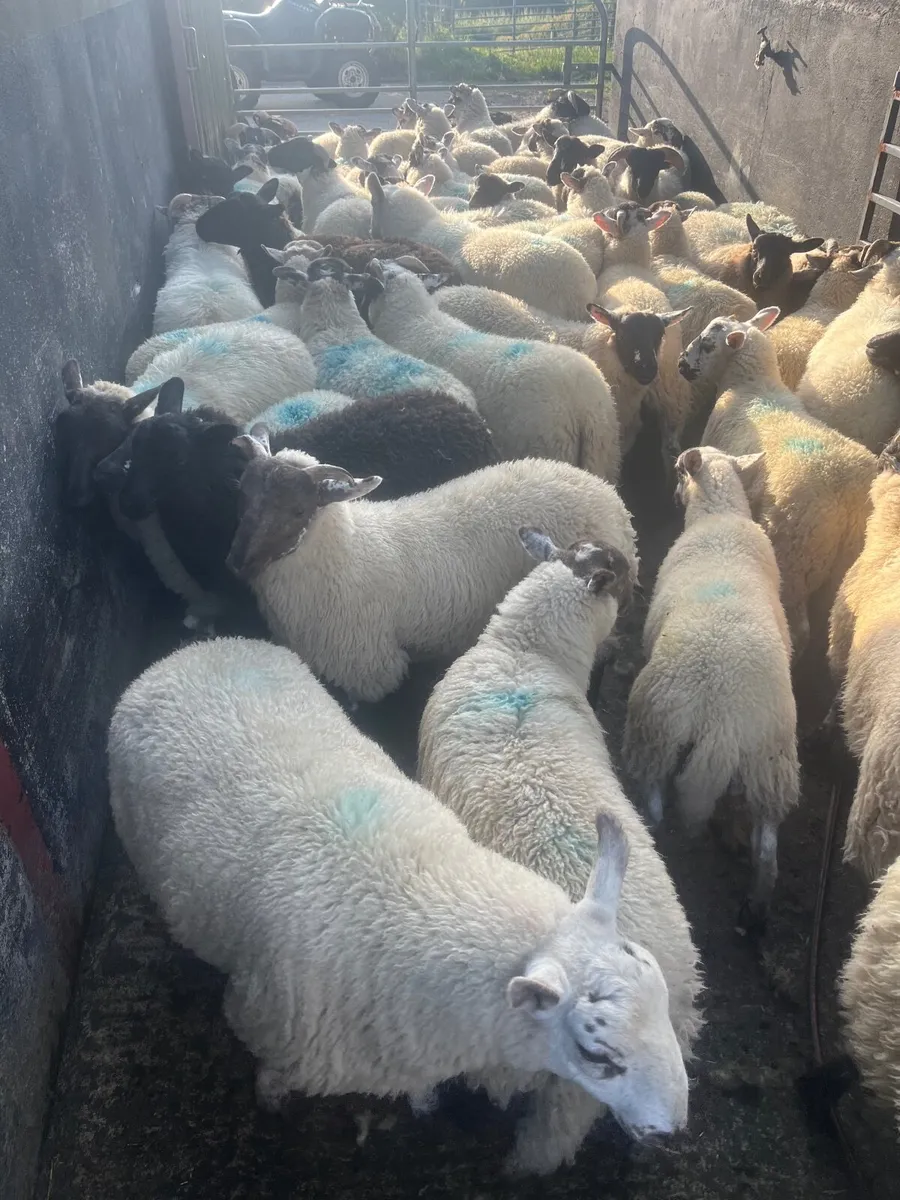 Store lambs - Image 2