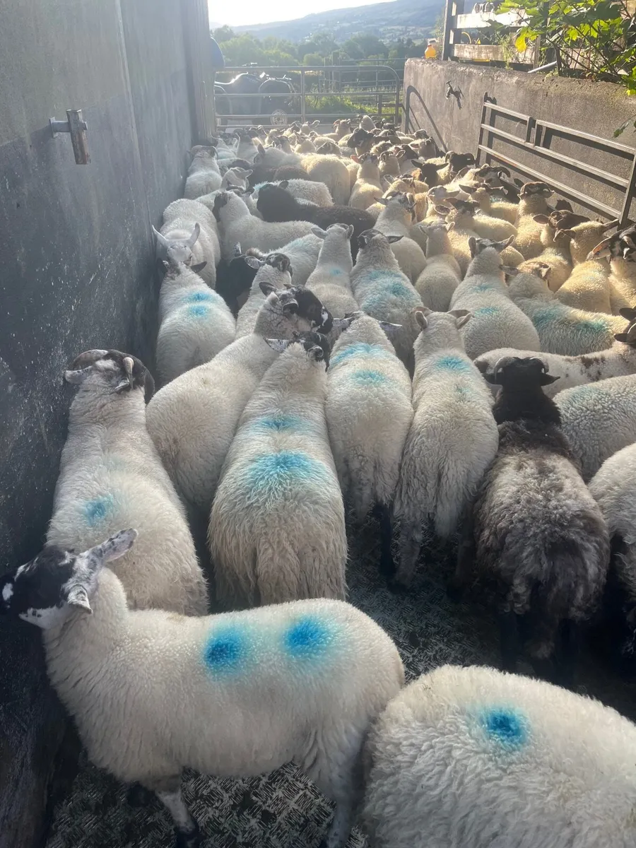 Store lambs - Image 3