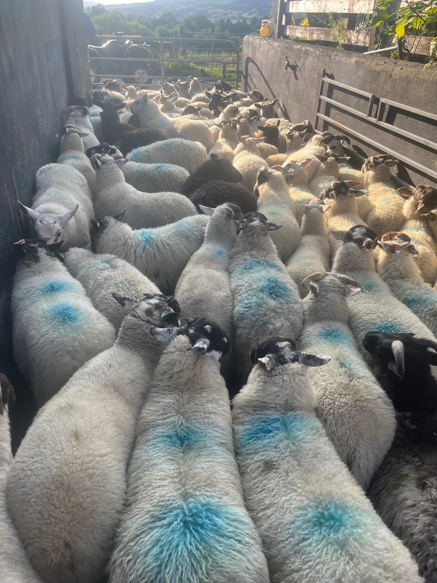 Store lambs - Image 4