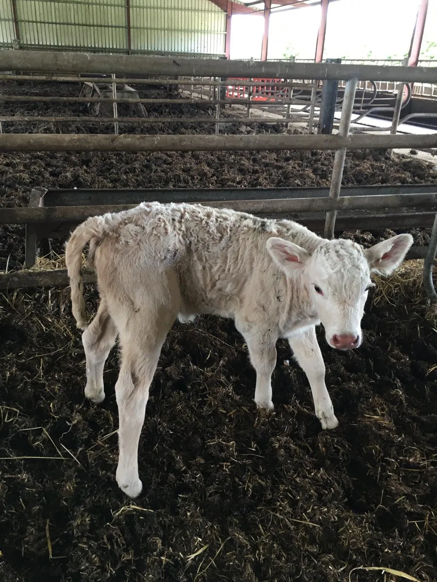 Calf - Image 1